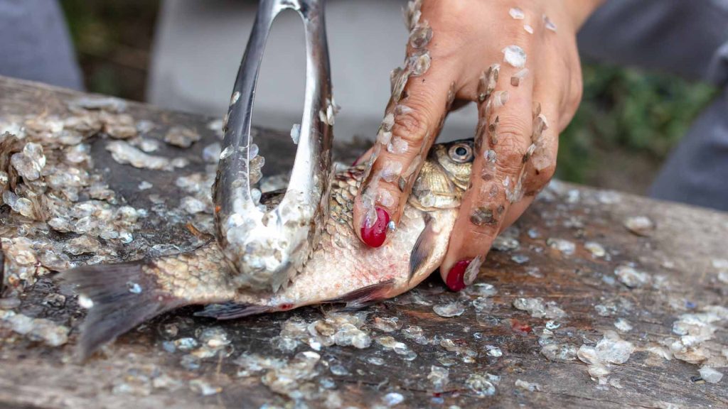 How to clean your Catch gutting a fish