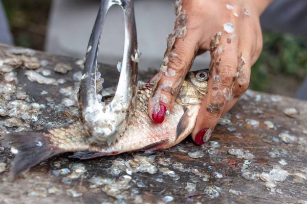 How to clean your Catch gutting a fish