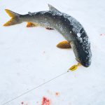 A lake trout, hooked and laying on snow