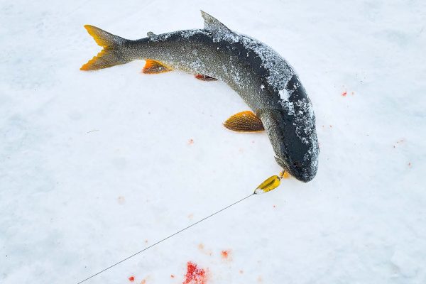 A lake trout, hooked and laying on snow