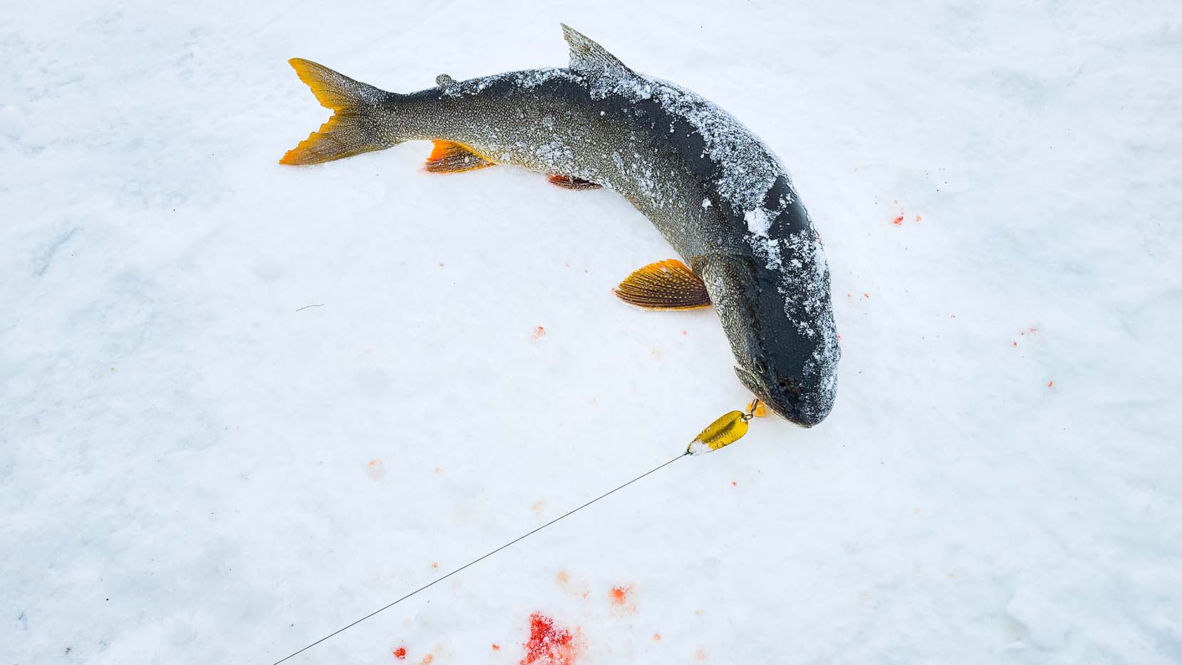 A Trophy Lake Trout Through the Ice - On The Water